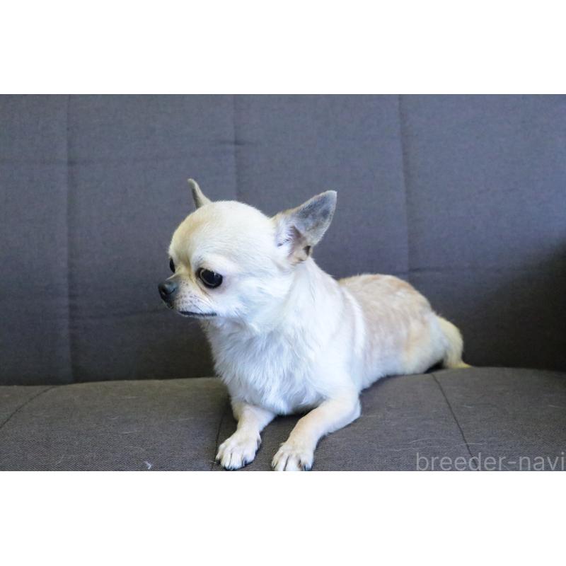 販売中の愛知県のチワワ(スムースコート)-426402の3枚目