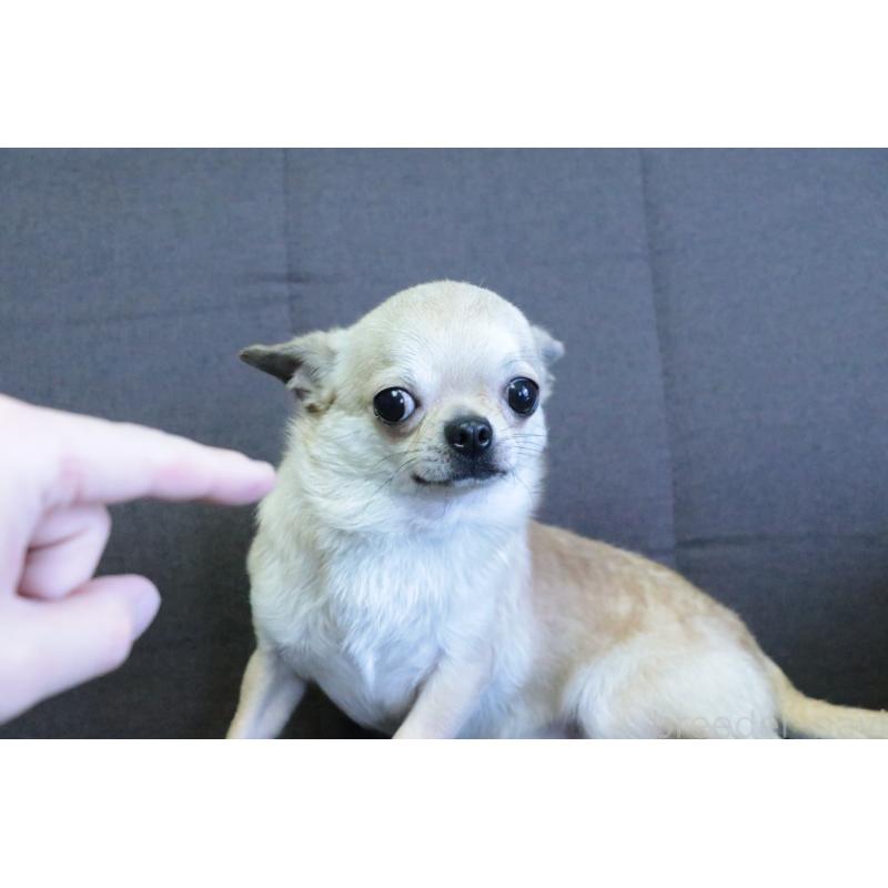 販売中の愛知県のチワワ(スムースコート)-426402の2枚目