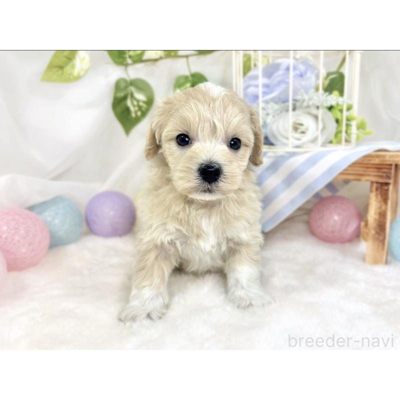 販売中の滋賀県のマルプー:マルチーズ×トイプードル-426403の4枚目