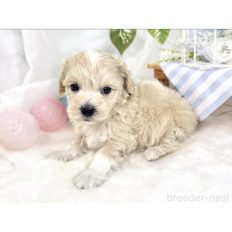 販売中の滋賀県のマルプー:マルチーズ×トイプードル-426403の3枚目