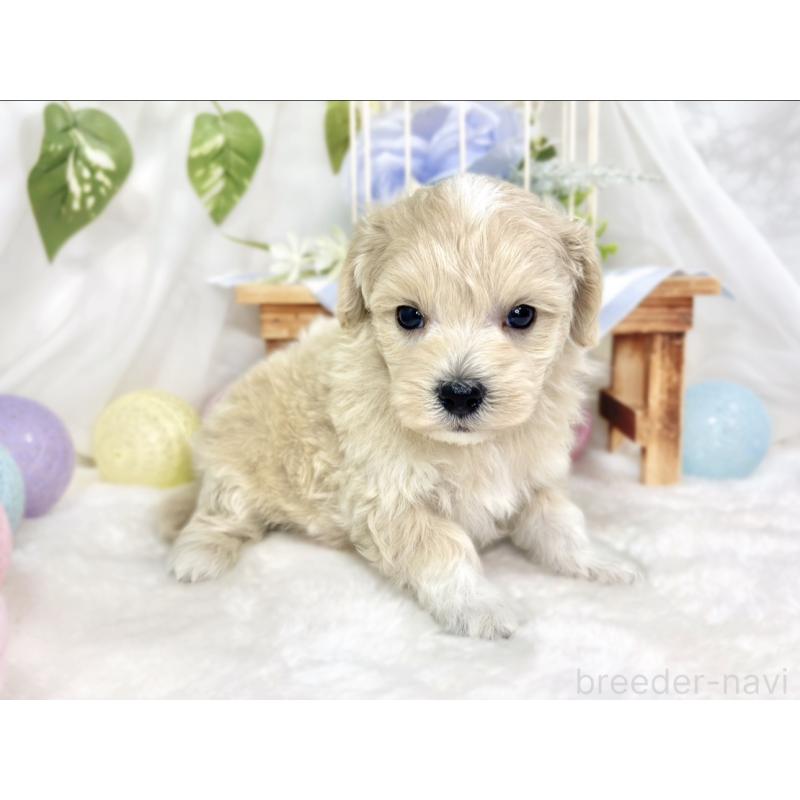 販売中の滋賀県のマルプー:マルチーズ×トイプードル-426403の2枚目