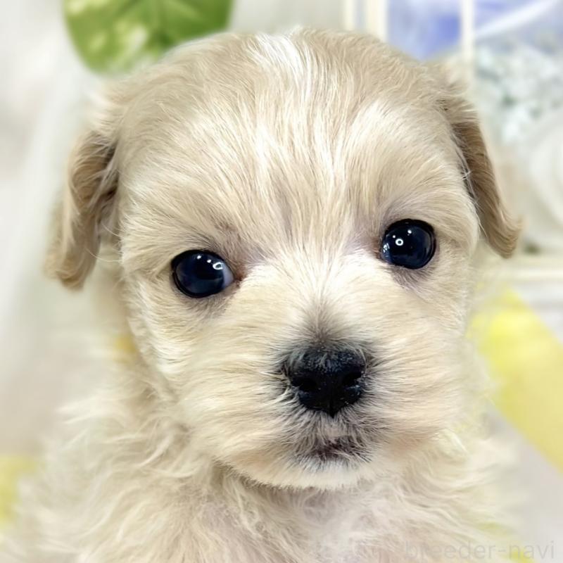 販売中の滋賀県のマルプー:マルチーズ×トイプードル-426404の1枚目