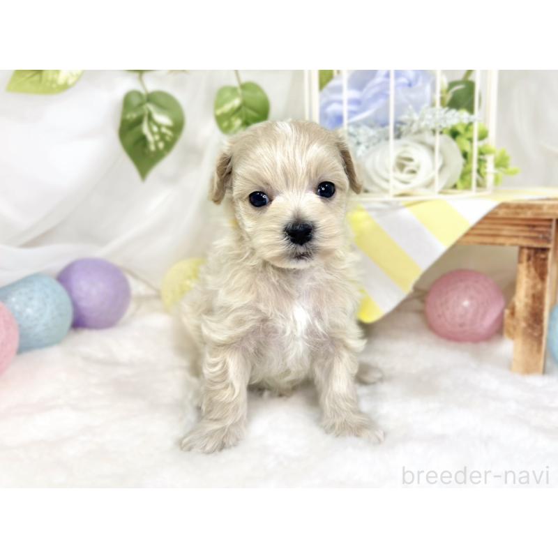 販売中の滋賀県のマルプー:マルチーズ×トイプードル-426404の4枚目