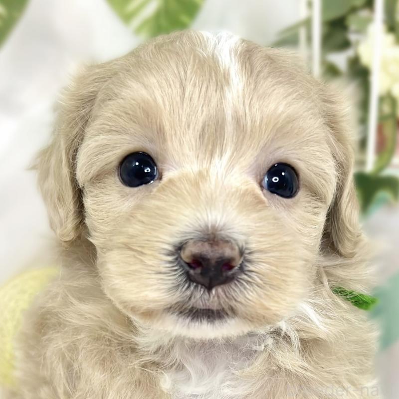 販売中の滋賀県のマルプー:マルチーズ×トイプードル-426406