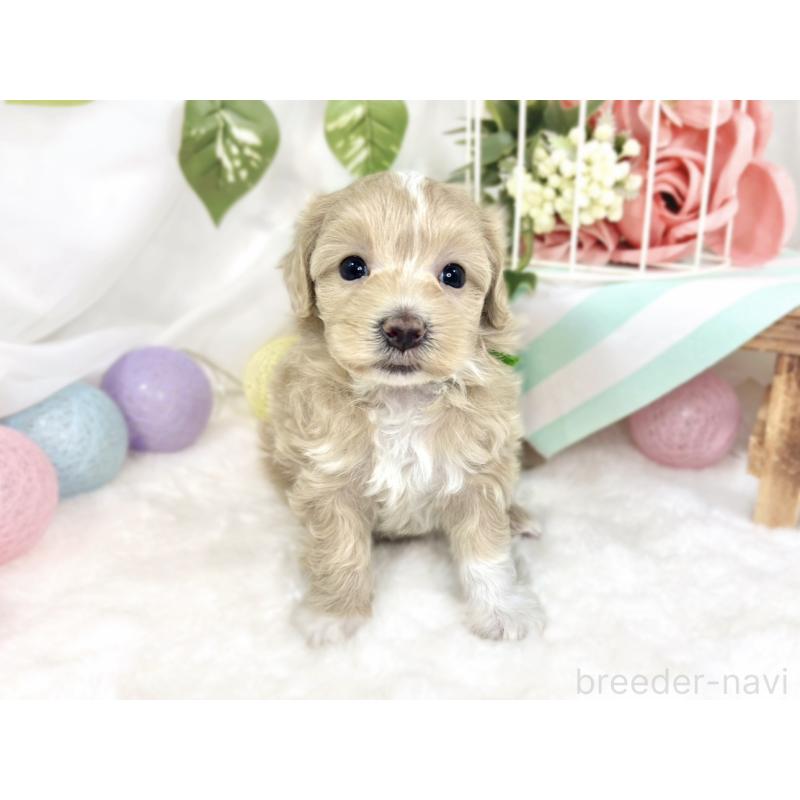 販売中の滋賀県のマルプー:マルチーズ×トイプードル-426406の4枚目