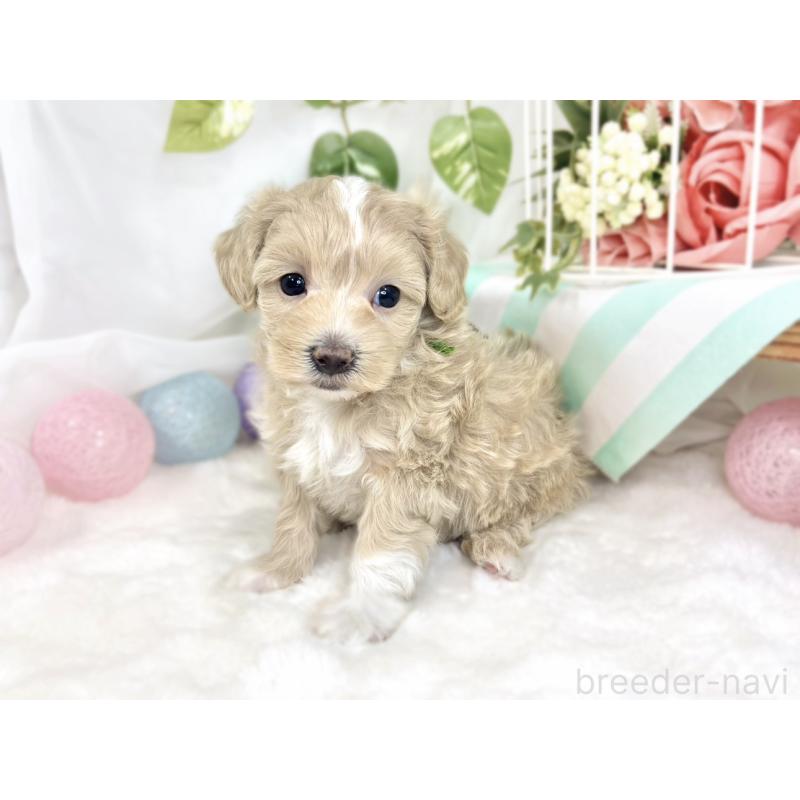 販売中の滋賀県のマルプー:マルチーズ×トイプードル-426406の3枚目