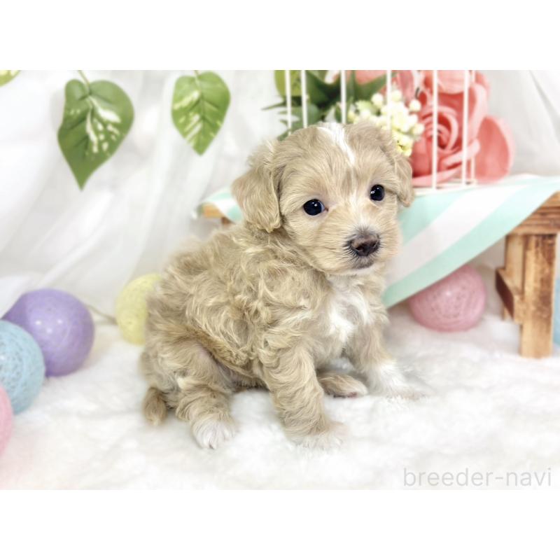 販売中の滋賀県のマルプー:マルチーズ×トイプードル-426406の2枚目