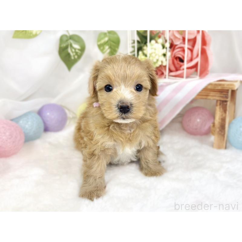 販売中の滋賀県のマルプー:マルチーズ×トイプードル-426407の4枚目