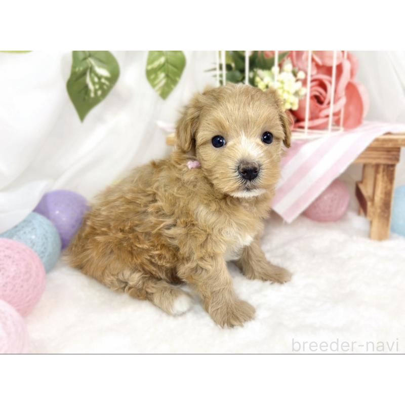 販売中の滋賀県のマルプー:マルチーズ×トイプードル-426407の3枚目