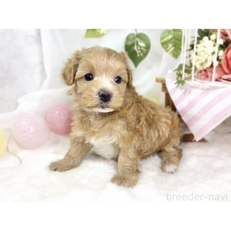 販売中の滋賀県のマルプー:マルチーズ×トイプードル-426407の2枚目