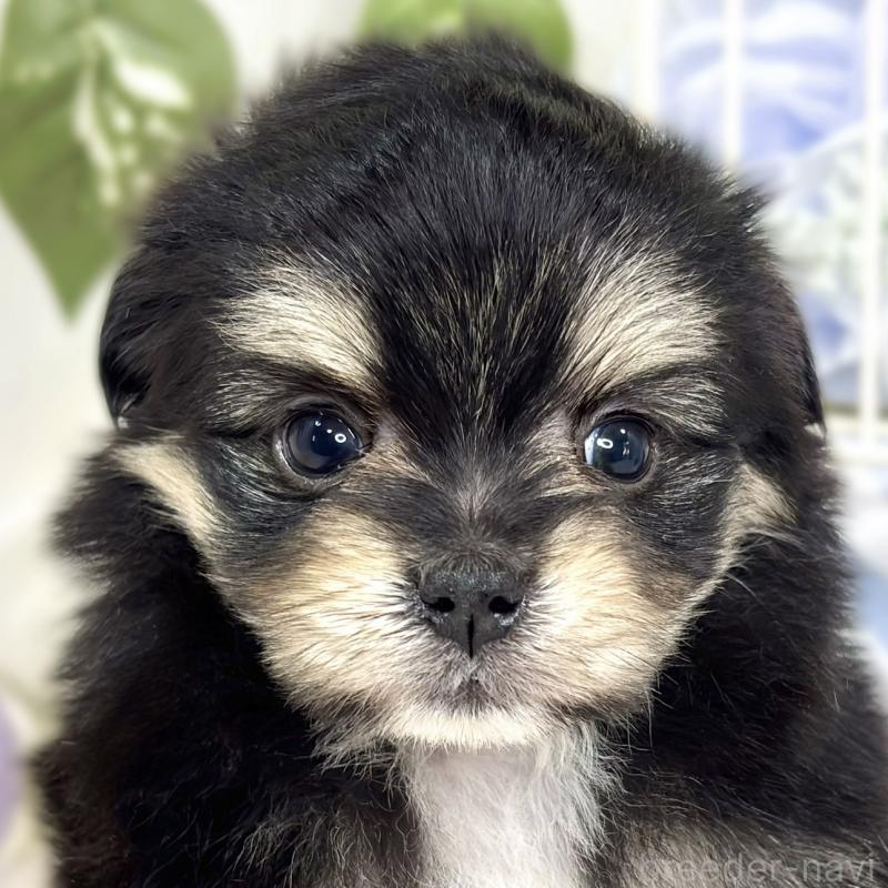 販売中の滋賀県のポメマル:ポメラニアン×マルチーズ-426410の1枚目