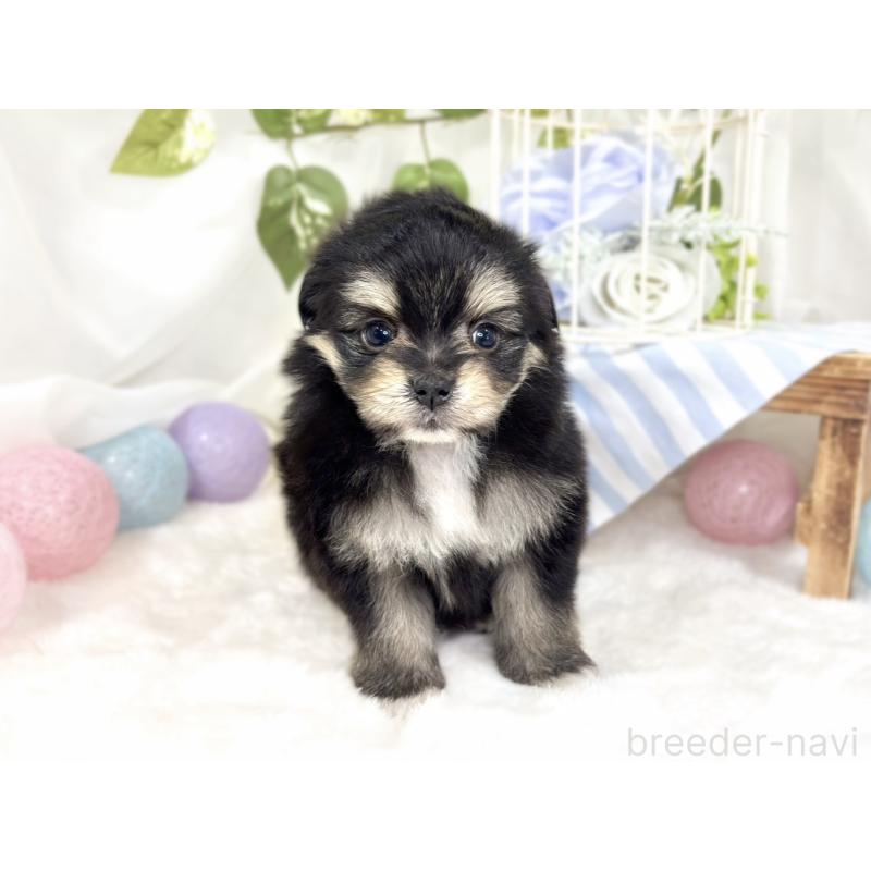 販売中の滋賀県のポメマル:ポメラニアン×マルチーズ-426410の4枚目