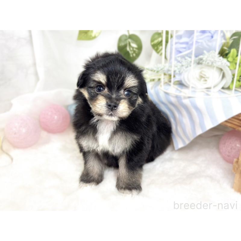 販売中の滋賀県のポメマル:ポメラニアン×マルチーズ-426410の3枚目