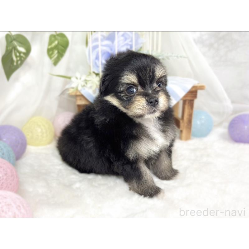 販売中の滋賀県のポメマル:ポメラニアン×マルチーズ-426410の2枚目