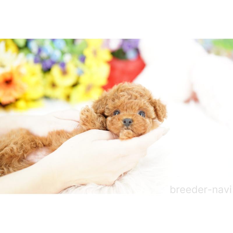 販売中の埼玉県のトイプードル-426408の4枚目
