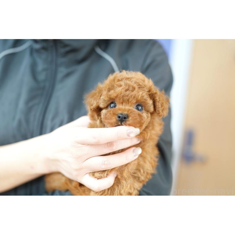 販売中の埼玉県のトイプードル-426408の3枚目