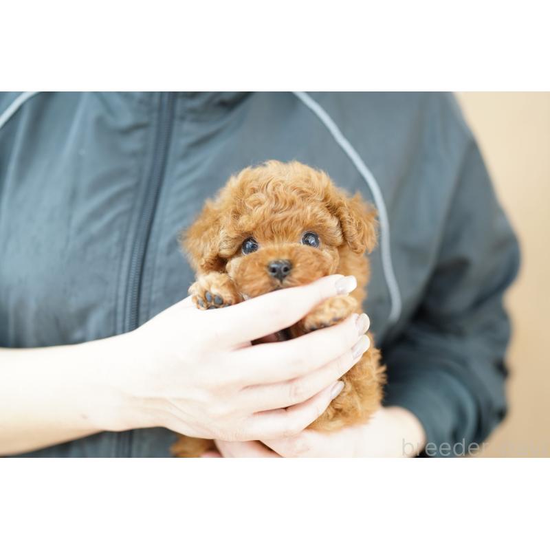 販売中の埼玉県のトイプードル-426408の2枚目