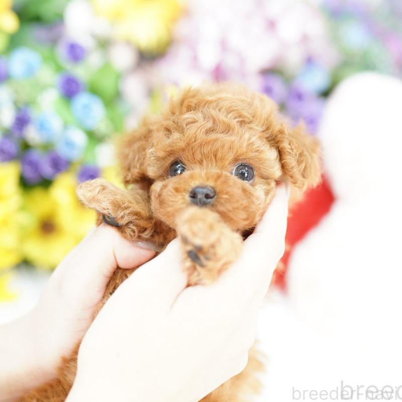 販売中の埼玉県のトイプードル-426408