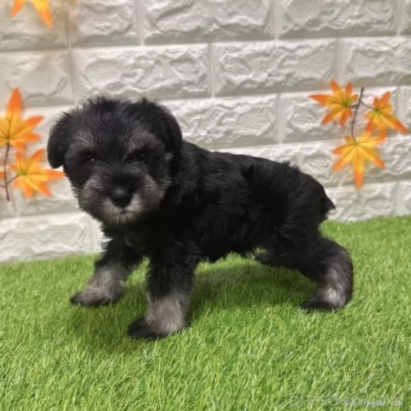 販売中の愛知県のミニチュアシュナウザー-426409の5枚目