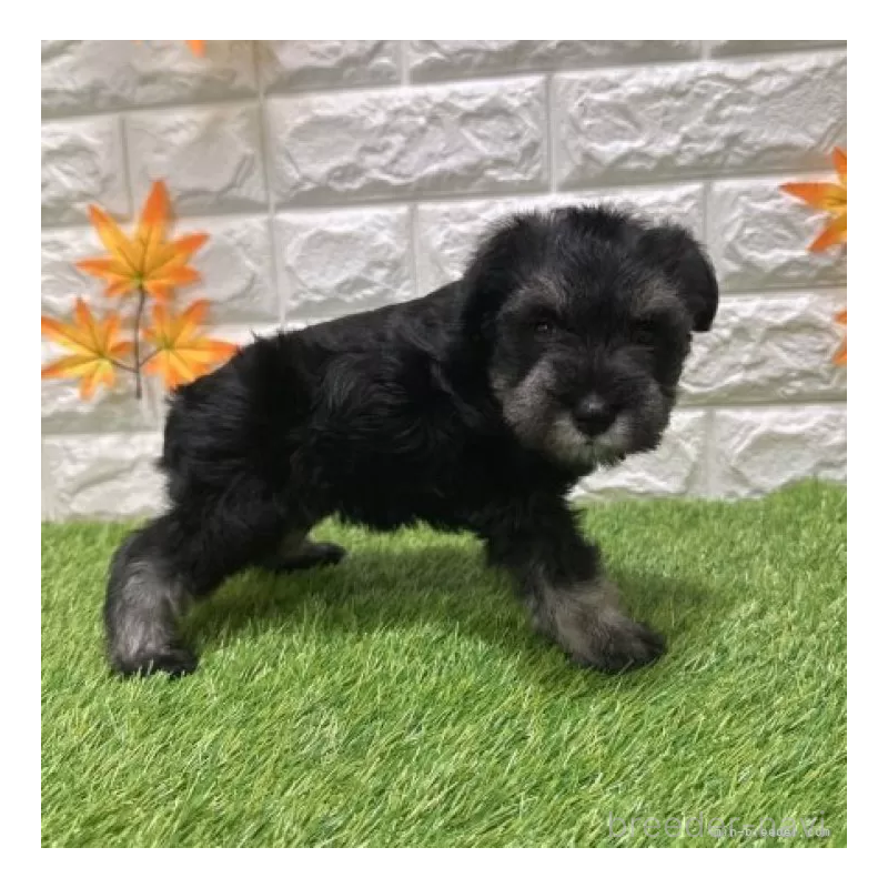 販売中の愛知県のミニチュアシュナウザー-426409の4枚目