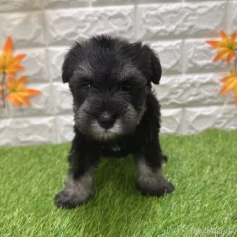 販売中の愛知県のミニチュアシュナウザー-426409の3枚目