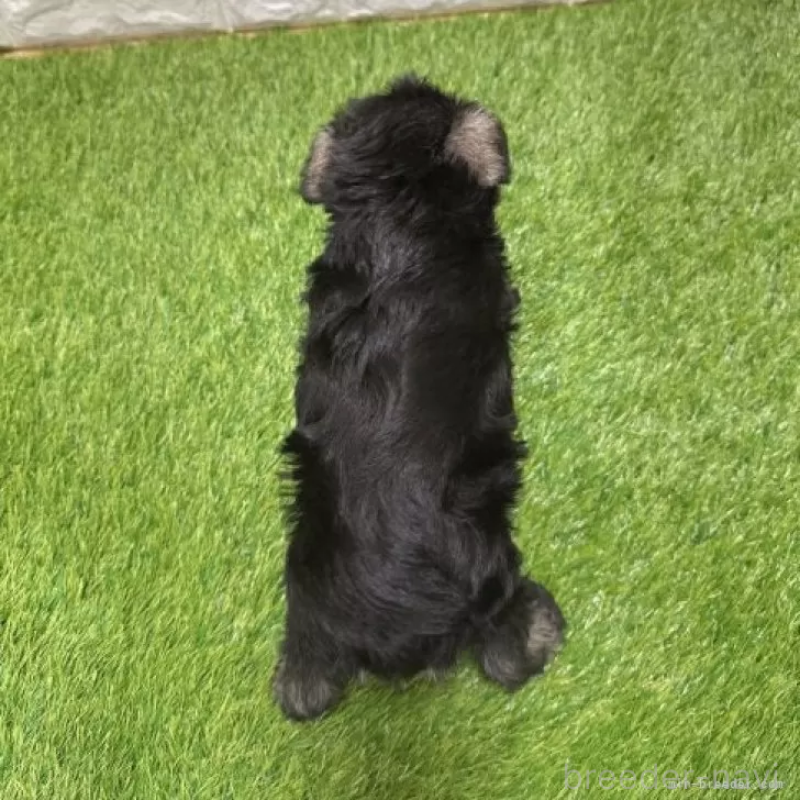 販売中の愛知県のミニチュアシュナウザー-426409の2枚目