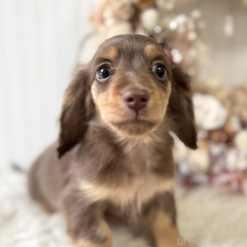 販売中の埼玉県のカニンヘンダックスフンド(ロングヘアード)-426411の10枚目