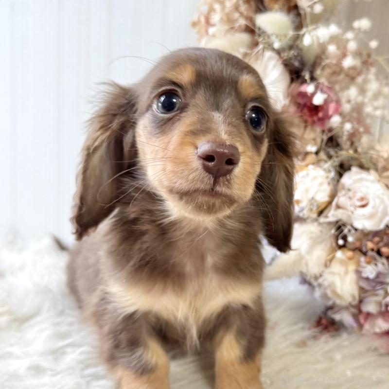 販売中の埼玉県のカニンヘンダックスフンド(ロングヘアード)-426411