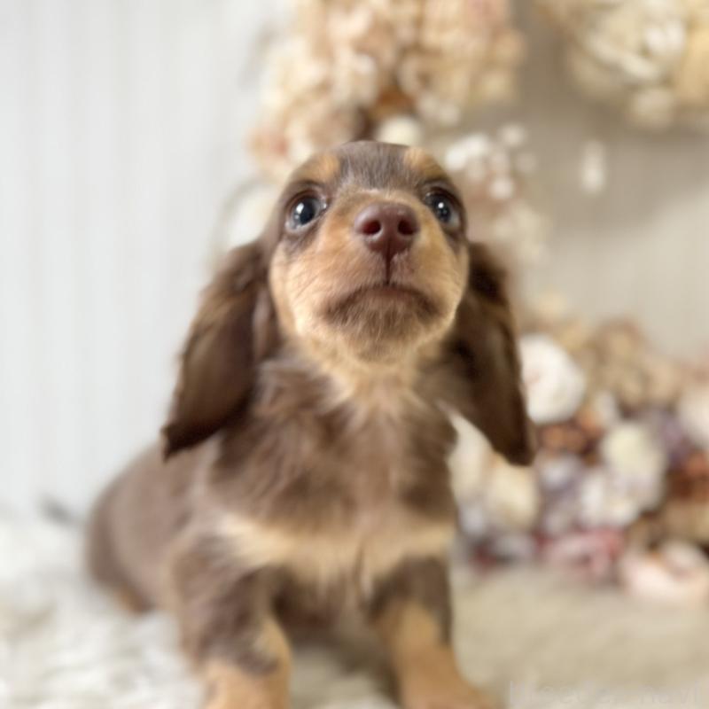 販売中の埼玉県のカニンヘンダックスフンド(ロングヘアード)-426411の9枚目