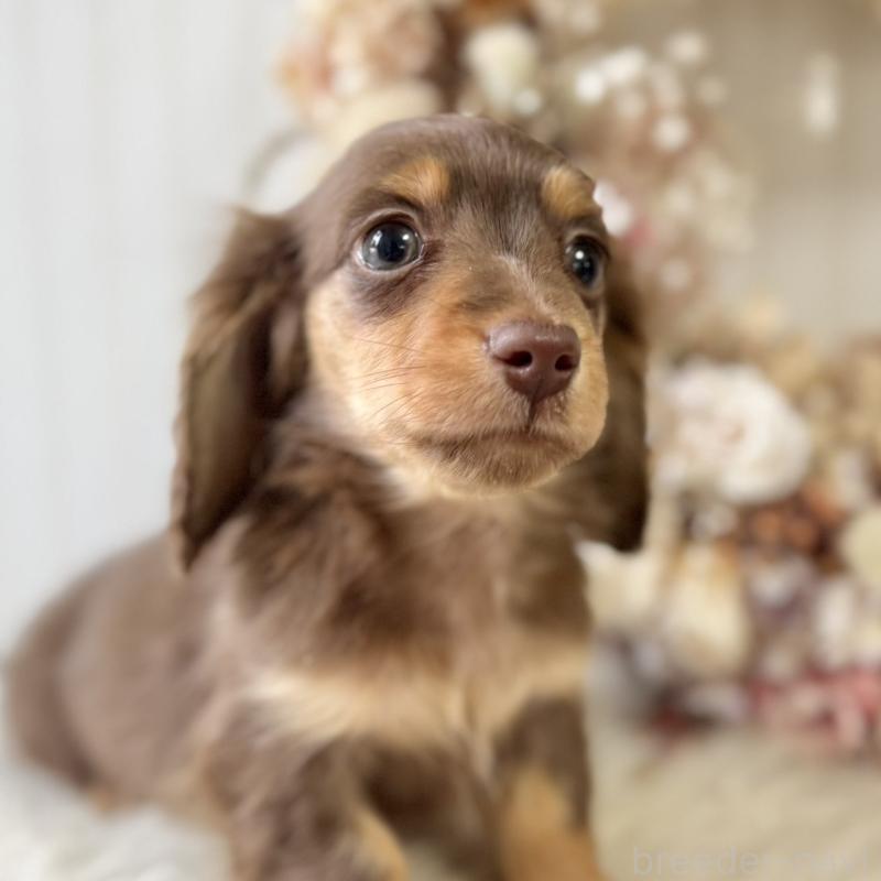 販売中の埼玉県のカニンヘンダックスフンド(ロングヘアード)-426411の8枚目