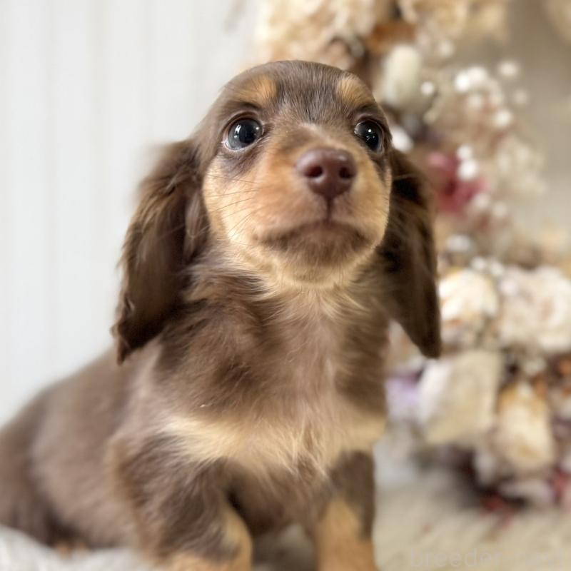 販売中の埼玉県のカニンヘンダックスフンド(ロングヘアード)-426411の7枚目