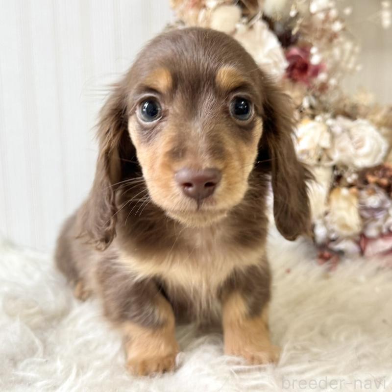 販売中の埼玉県のカニンヘンダックスフンド(ロングヘアード)-426411の6枚目