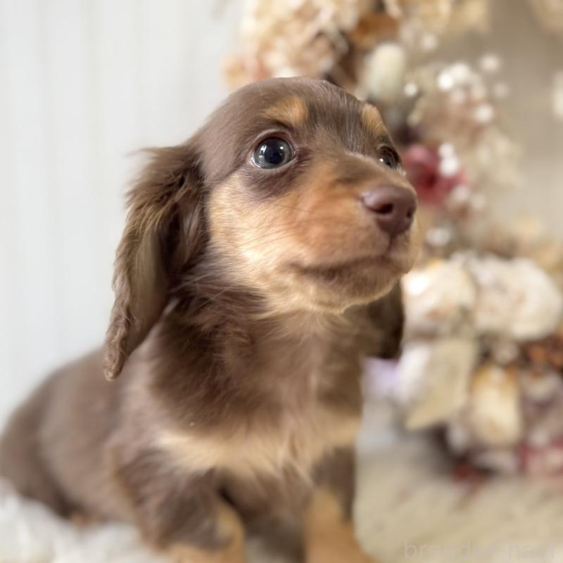 販売中の埼玉県のカニンヘンダックスフンド(ロングヘアード)-426411の5枚目