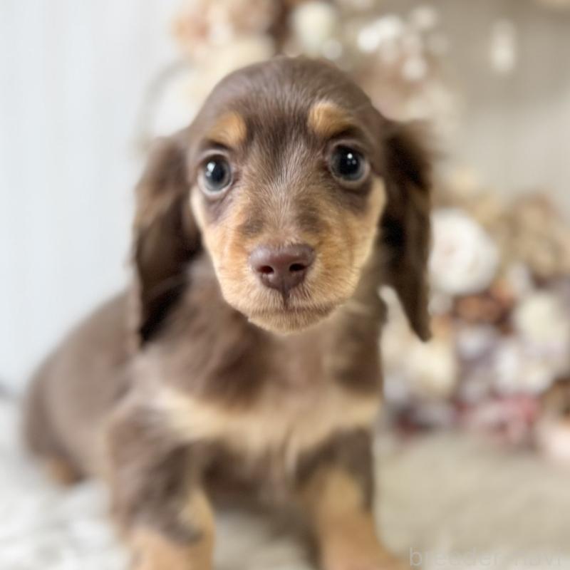 販売中の埼玉県のカニンヘンダックスフンド(ロングヘアード)-426411の4枚目