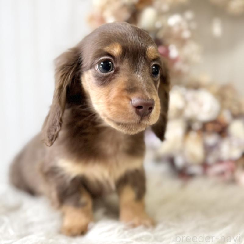 販売中の埼玉県のカニンヘンダックスフンド(ロングヘアード)-426411の3枚目