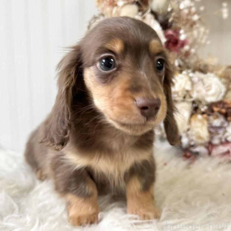 販売中の埼玉県のカニンヘンダックスフンド(ロングヘアード)-426411の2枚目