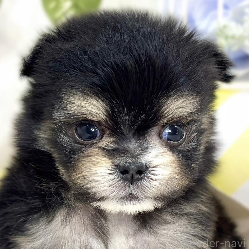 販売中の滋賀県のポメマル:ポメラニアン×マルチーズ-426412