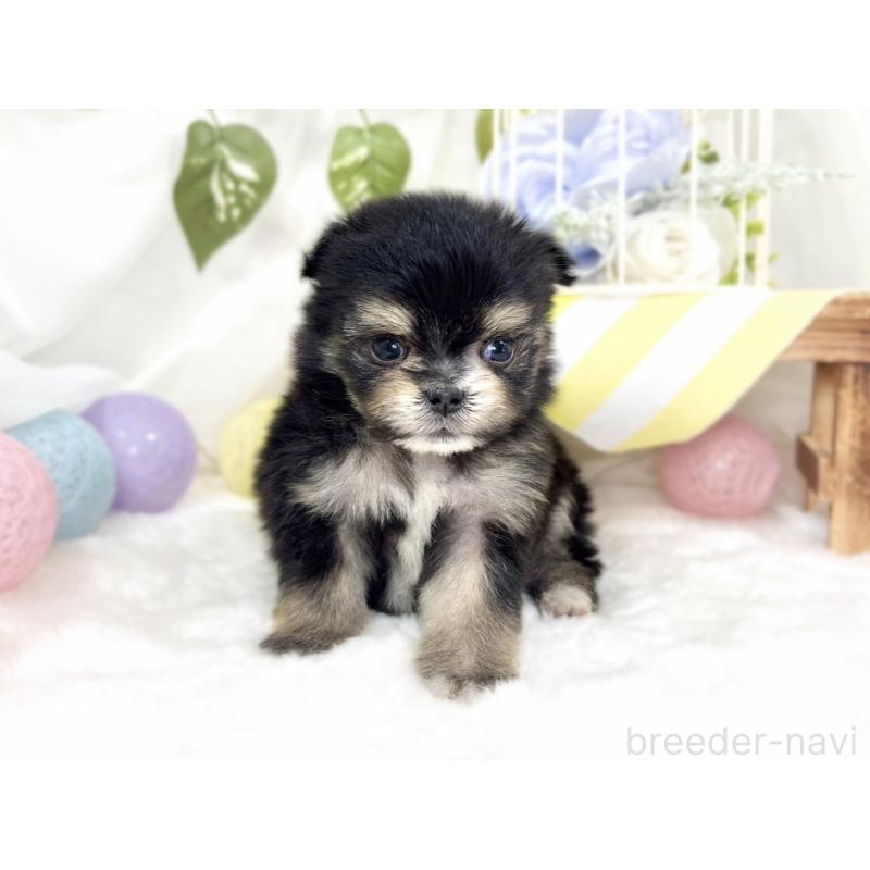 販売中の滋賀県のポメマル:ポメラニアン×マルチーズ-426412の3枚目