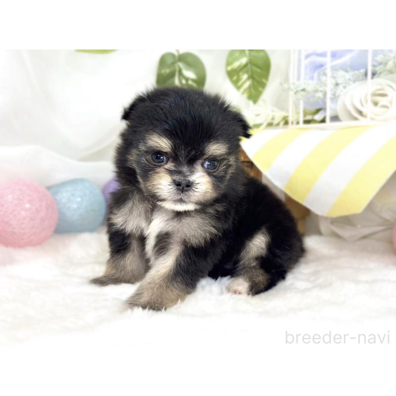 販売中の滋賀県のポメマル:ポメラニアン×マルチーズ-426412の4枚目