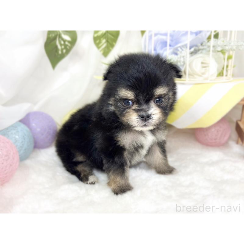 販売中の滋賀県のポメマル:ポメラニアン×マルチーズ-426412の2枚目
