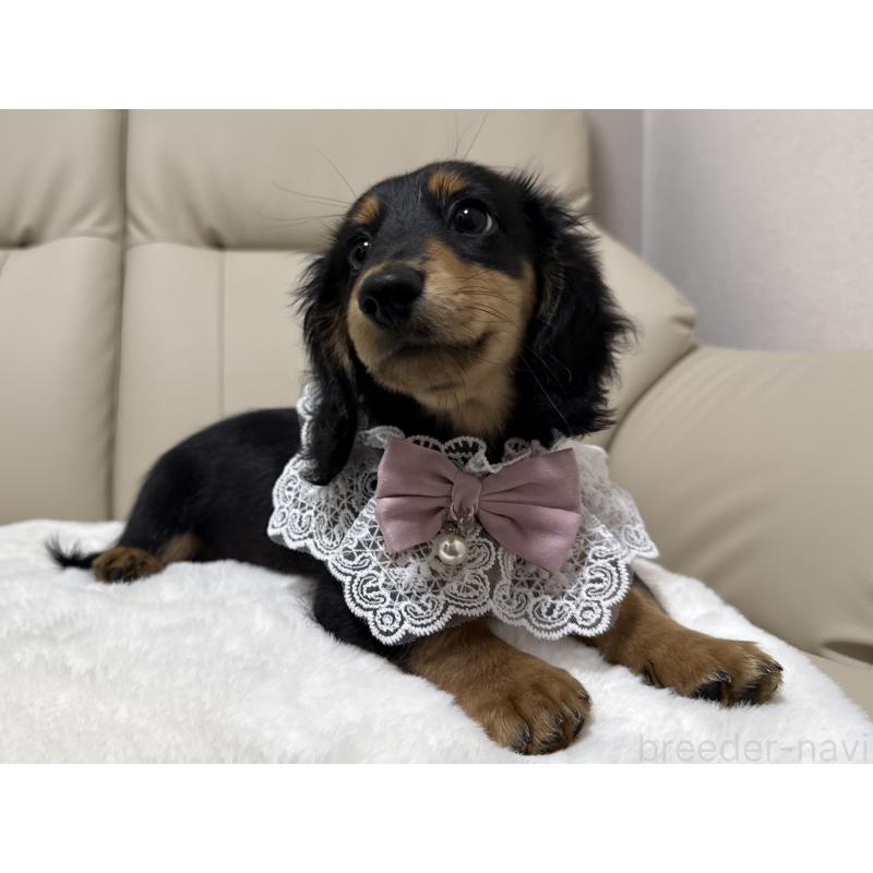 販売中の栃木県のミニチュアダックスフンド(ロングヘアード)-416073の4枚目