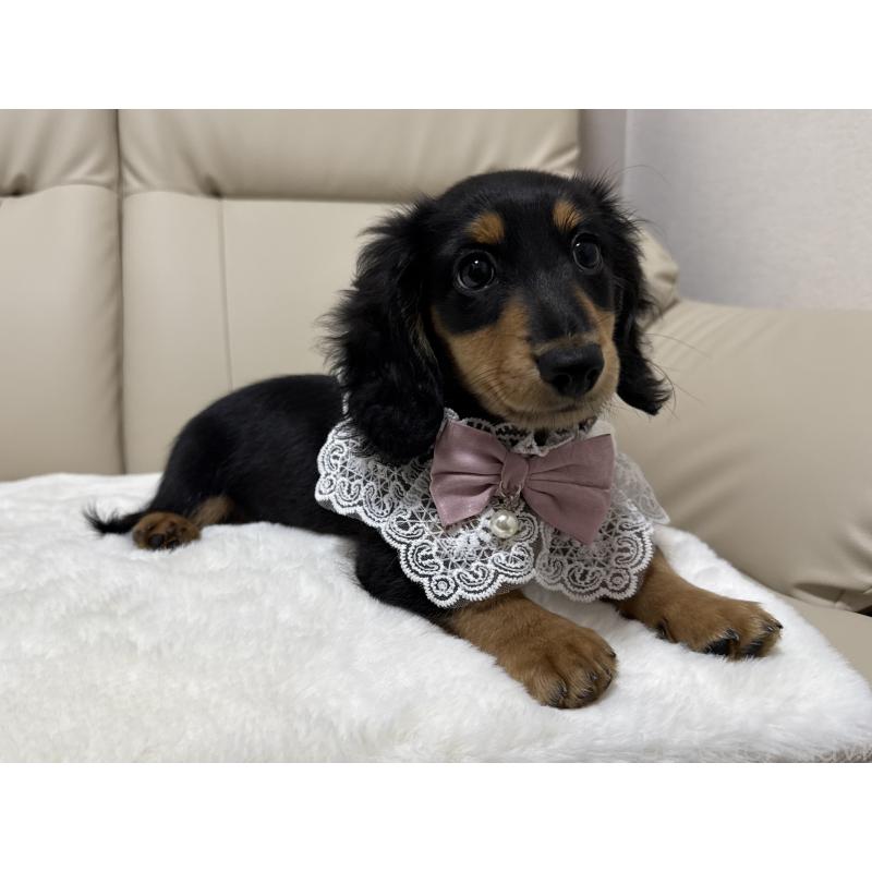 販売中の栃木県のミニチュアダックスフンド(ロングヘアード)-416073の3枚目