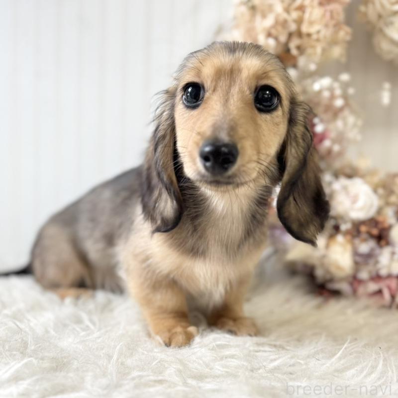 販売中の埼玉県のカニンヘンダックスフンド(ロングヘアード)-426413の1枚目