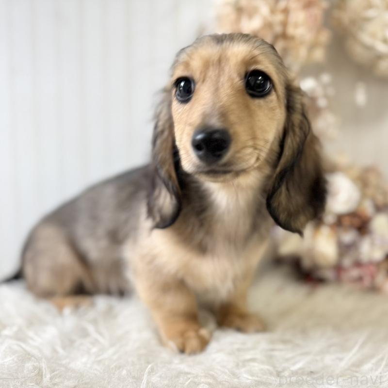 販売中の埼玉県のカニンヘンダックスフンド(ロングヘアード)-426413の10枚目