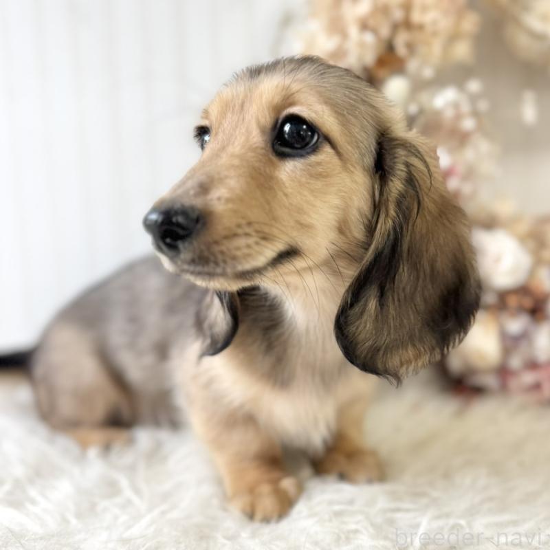 販売中の埼玉県のカニンヘンダックスフンド(ロングヘアード)-426413の9枚目