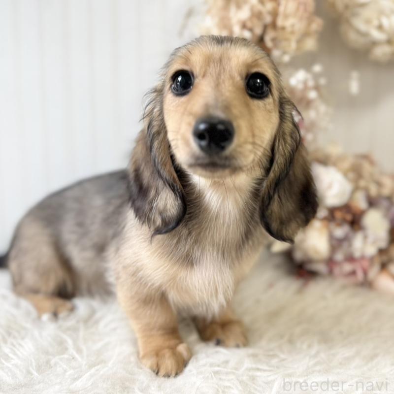 販売中の埼玉県のカニンヘンダックスフンド(ロングヘアード)-426413の8枚目