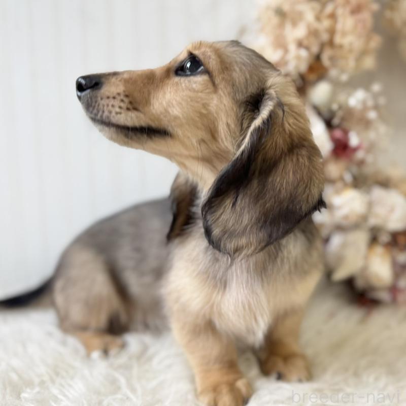 販売中の埼玉県のカニンヘンダックスフンド(ロングヘアード)-426413の7枚目