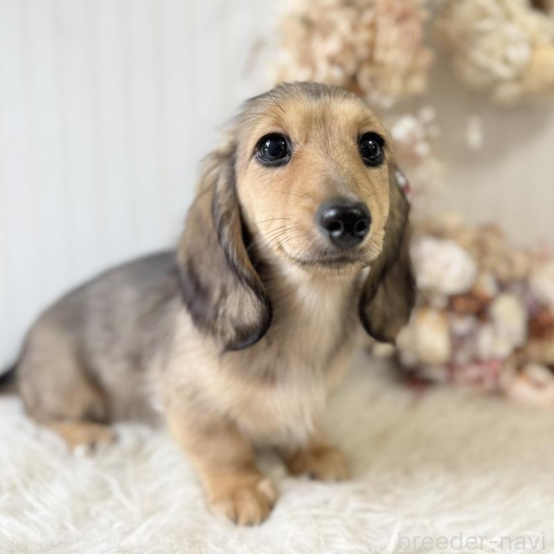 販売中の埼玉県のカニンヘンダックスフンド(ロングヘアード)-426413の6枚目