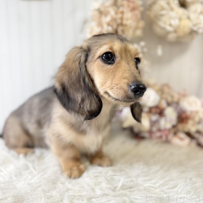 販売中の埼玉県のカニンヘンダックスフンド(ロングヘアード)-426413の5枚目