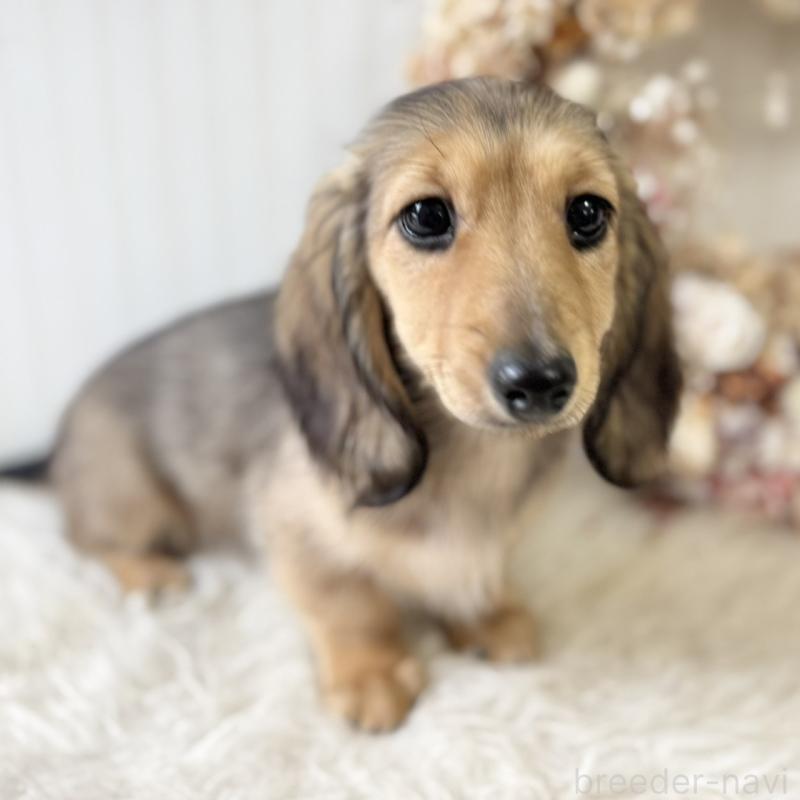 販売中の埼玉県のカニンヘンダックスフンド(ロングヘアード)-426413の4枚目